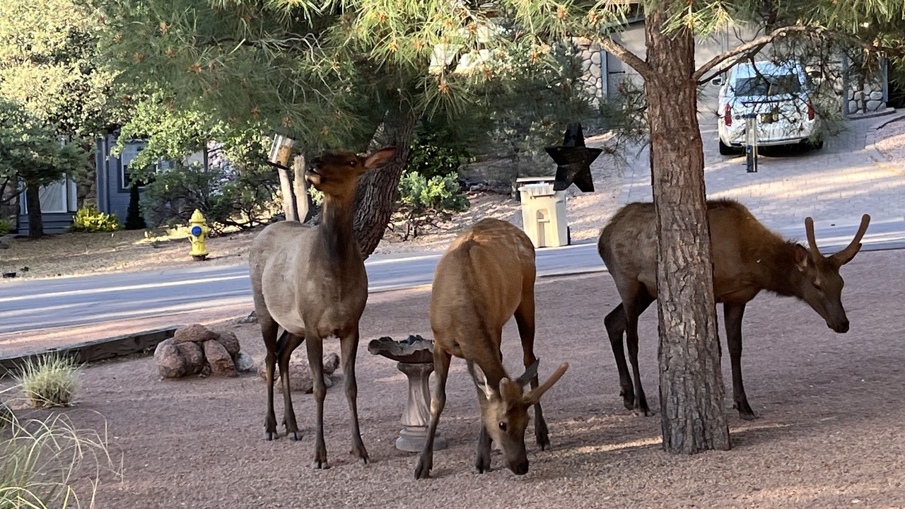 Photo of Others in Payson