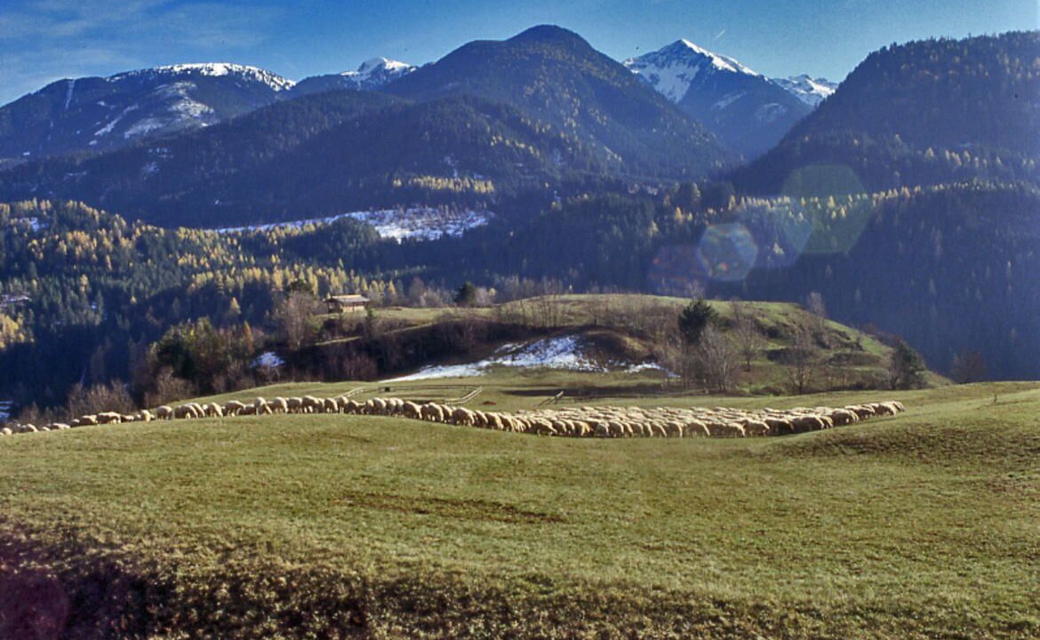 Photo of Others in Castello-Molina di Fiemme