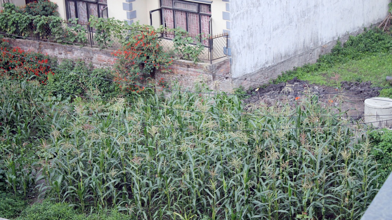 Photo of Outdoor in Nagarjun
