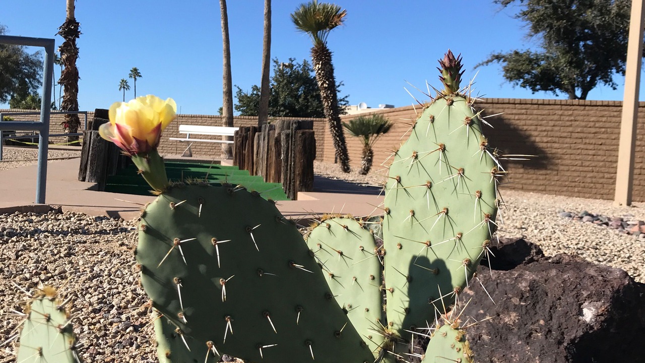Photo of Outdoor in Sun City