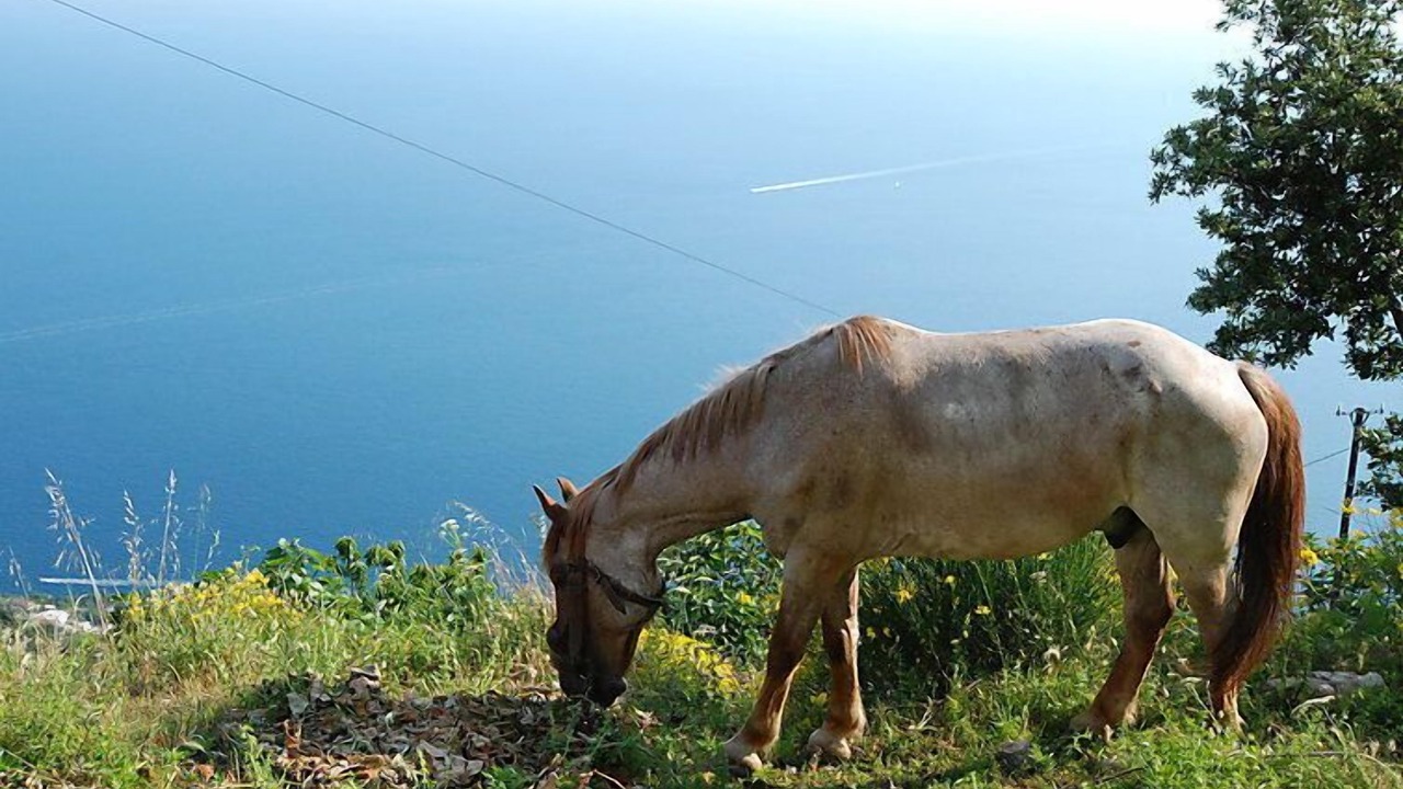 Photo of Others in Agerola
