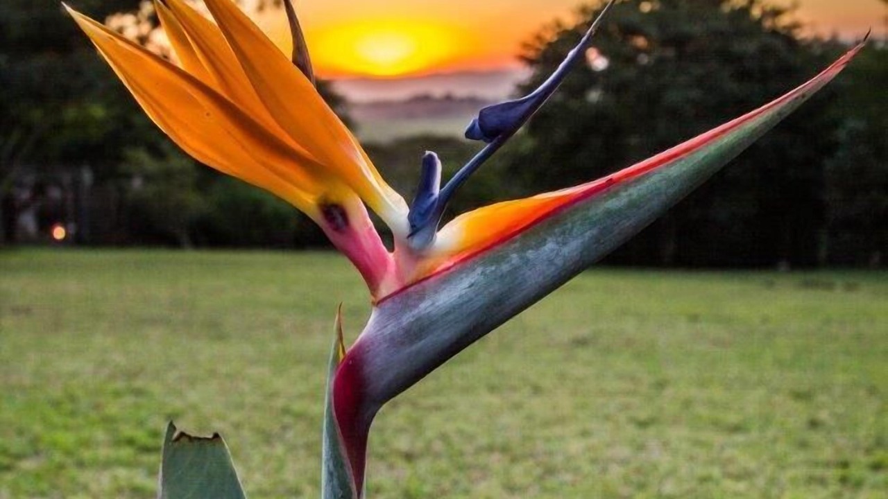 Photo of Outdoor in Mtunzini