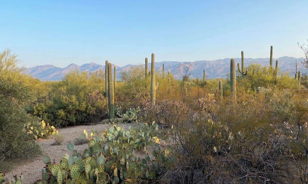 Photo of Others in Tanque Verde