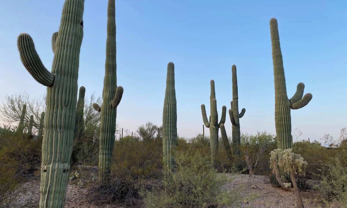 Photo of Others in Tanque Verde