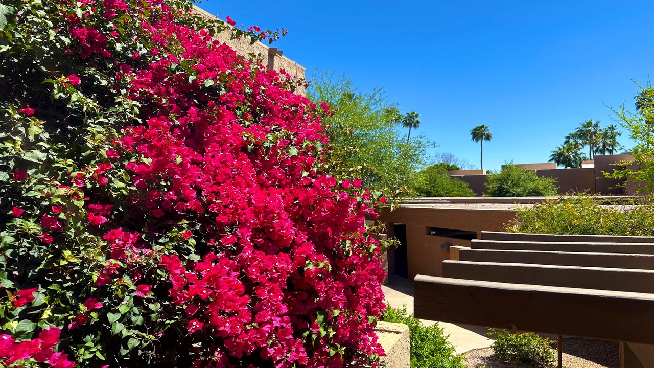 Photo of Others in South Scottsdale