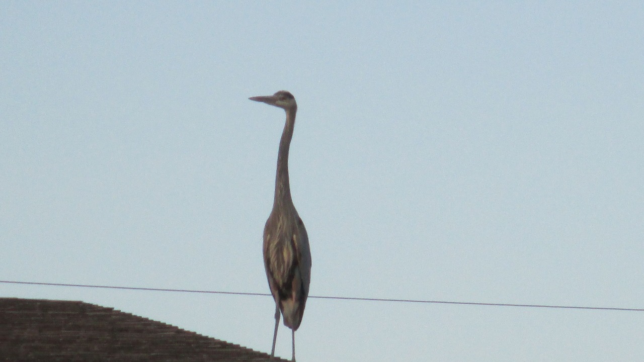 Photo of Others in Tucson