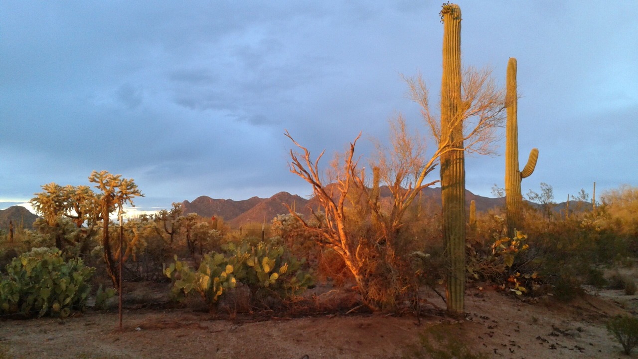 Photo of Others in Tucson