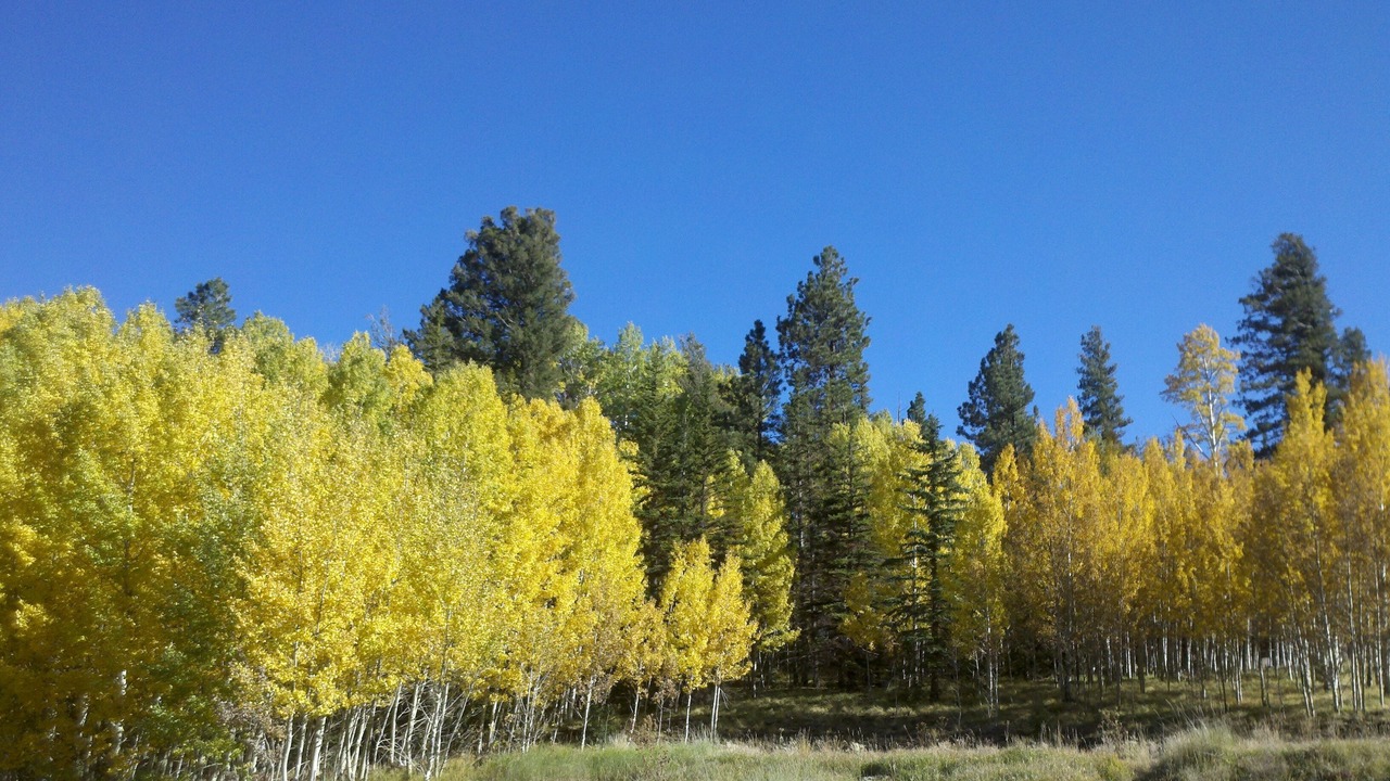 Photo of Others in Pinetop
