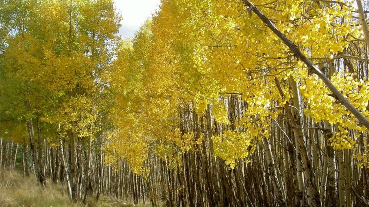 Photo of Outdoor in Pinetop