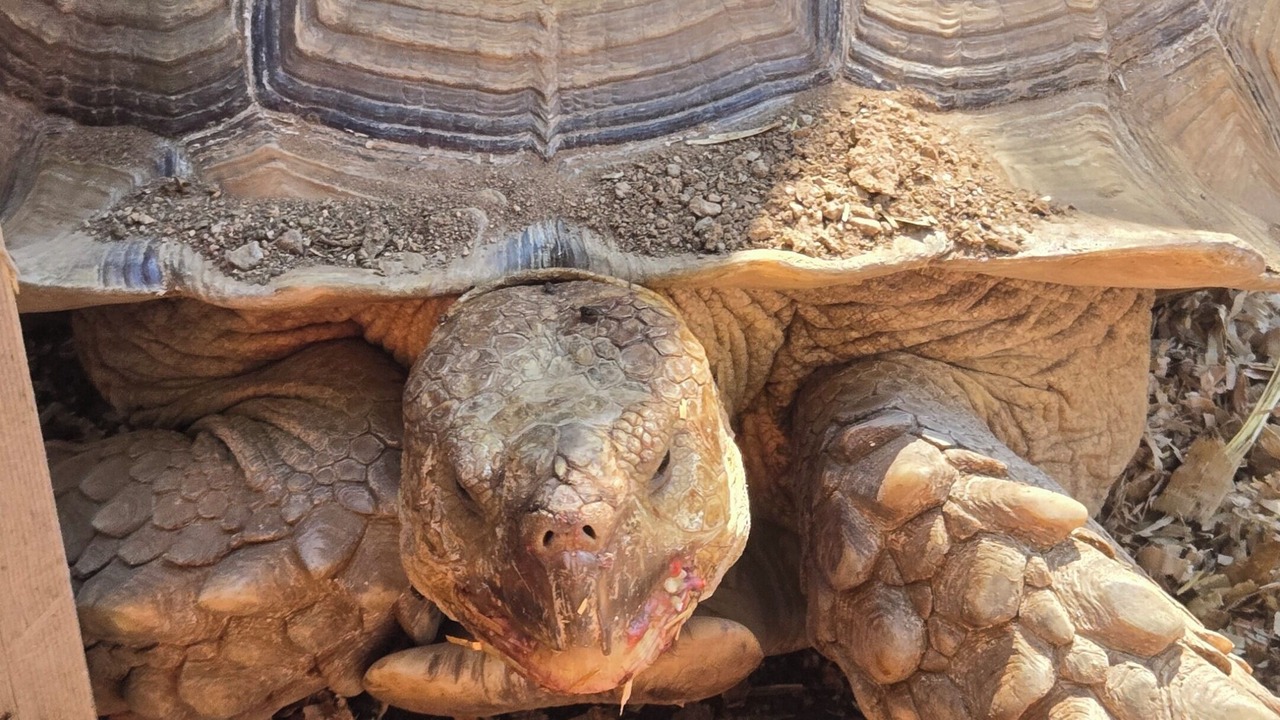 Photo of Others in Tanque Verde