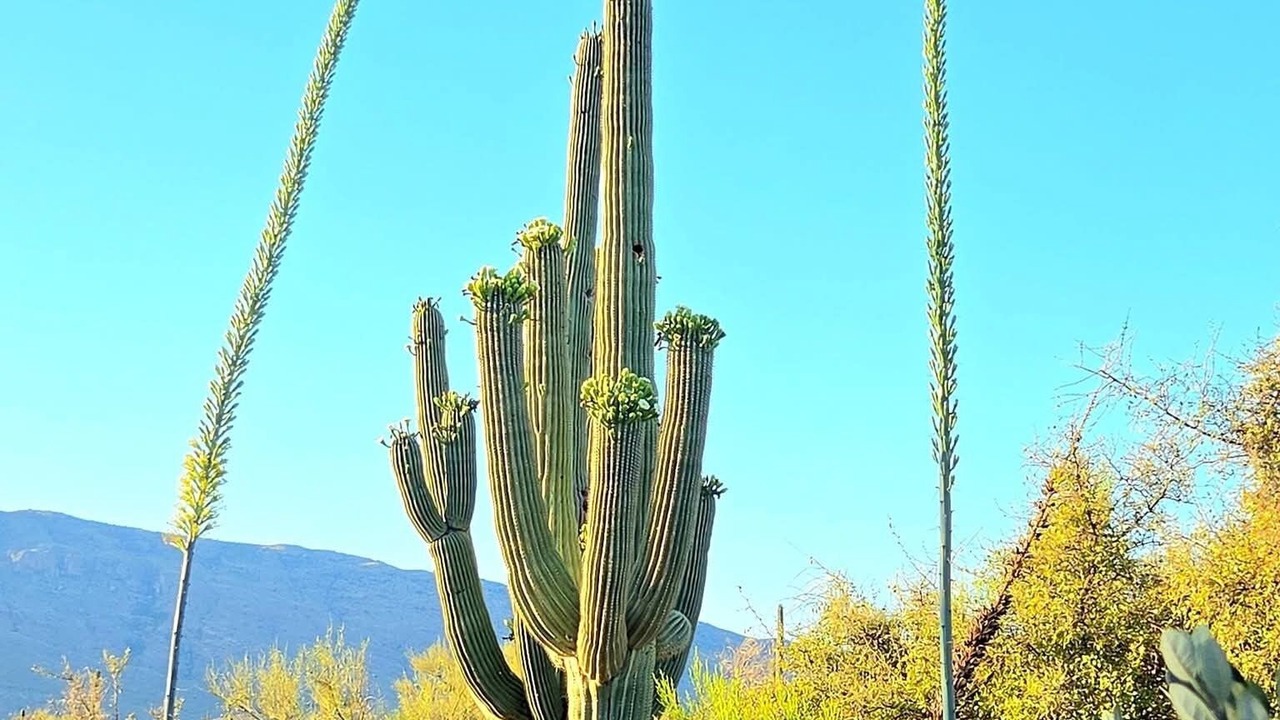Photo of Others in Tanque Verde