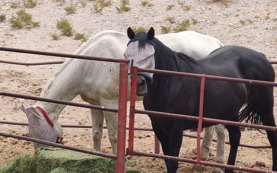 Photo of Others in Tanque Verde