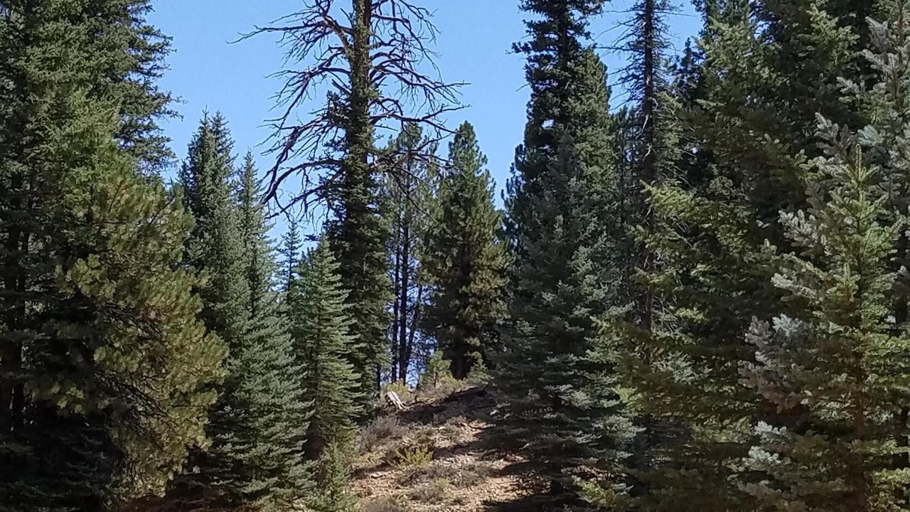 Photo of Others in Long Valley Junction