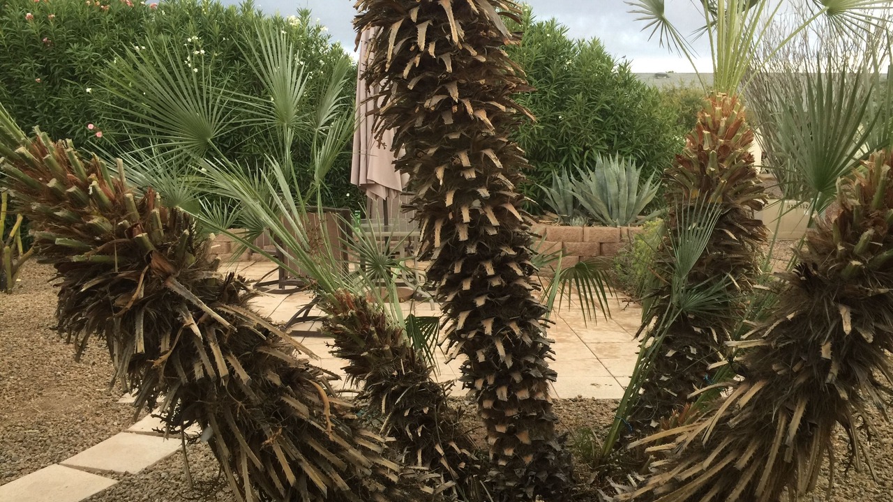 Photo of Outdoor in Sun City West