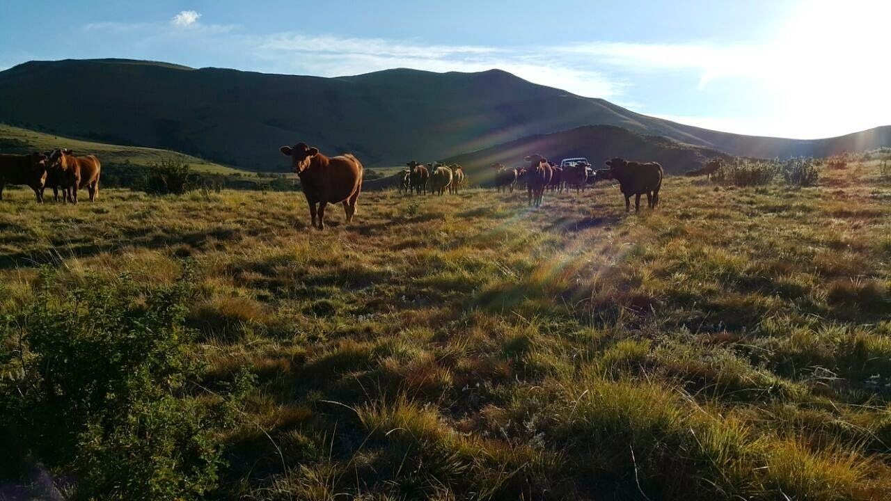 Photo of Outdoor in Emadlangeni
