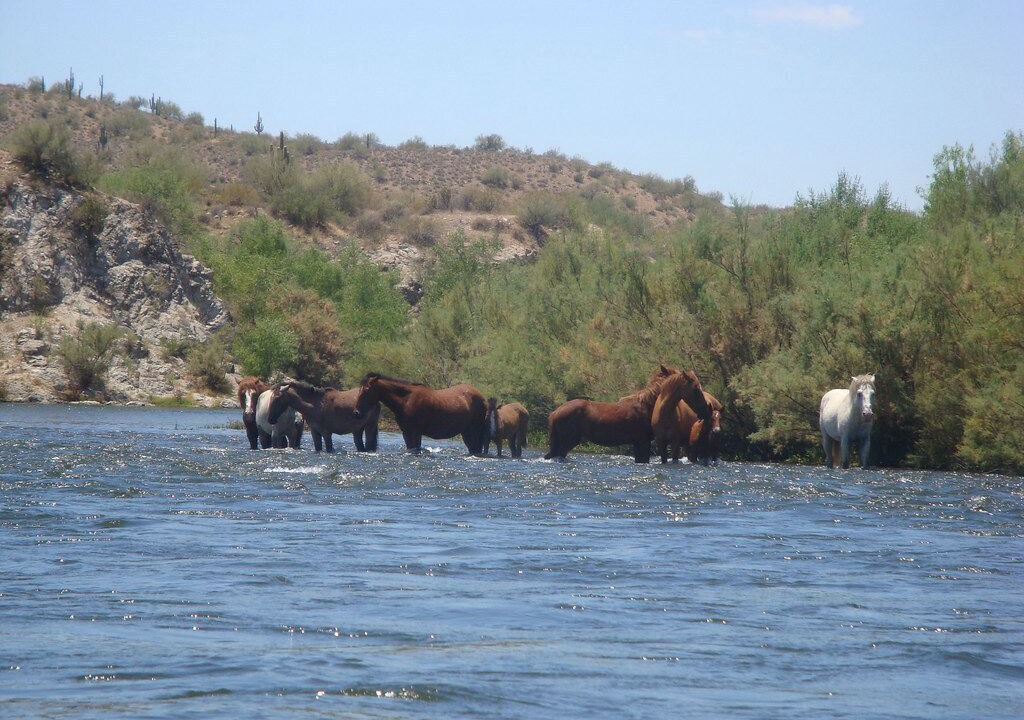Photo of Others in Mesa