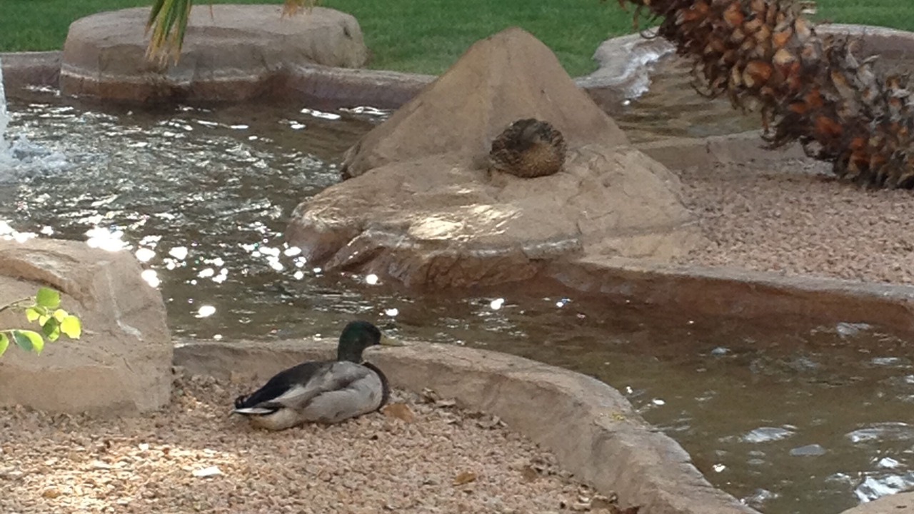 Photo of Outdoor in Superstition Lakes
