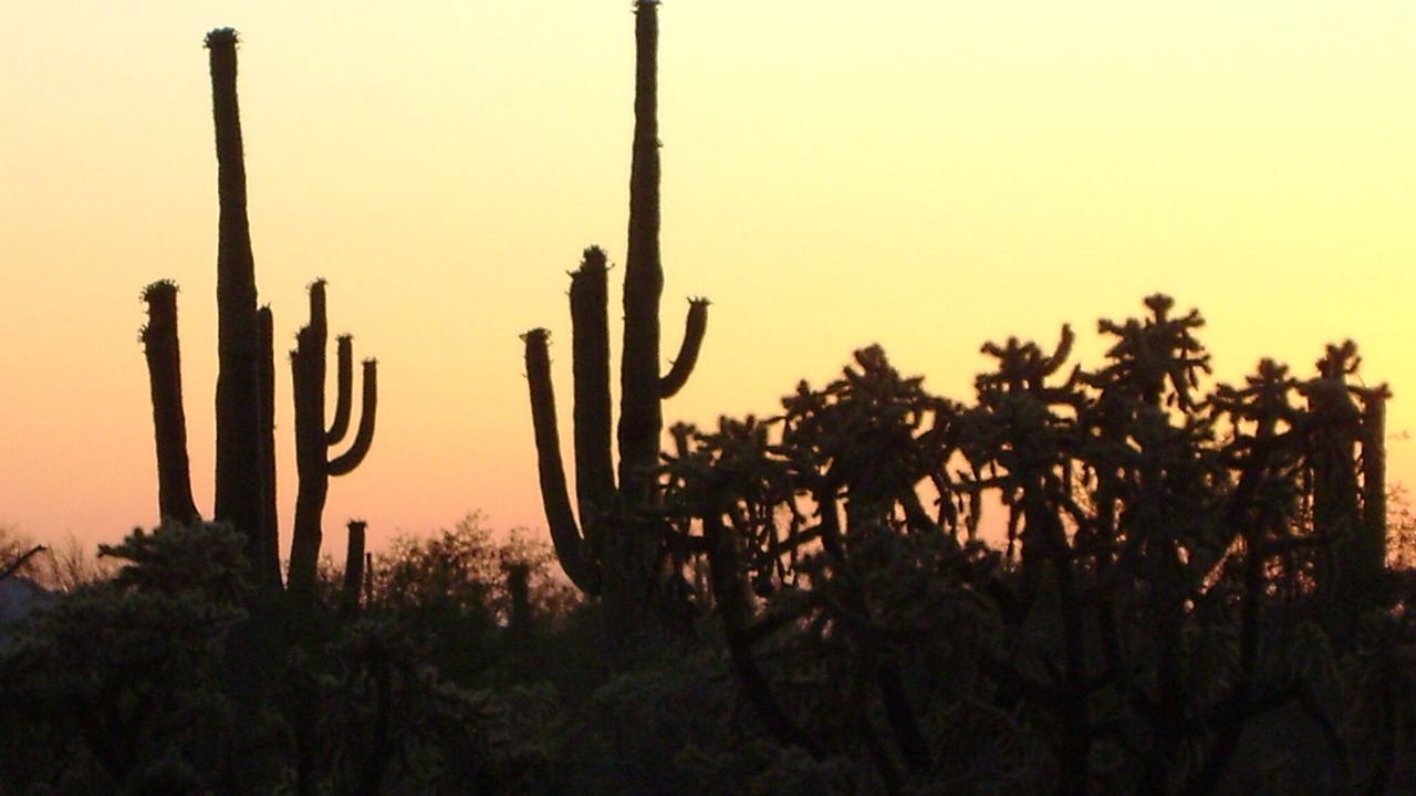Photo of Outdoor in Gold Canyon