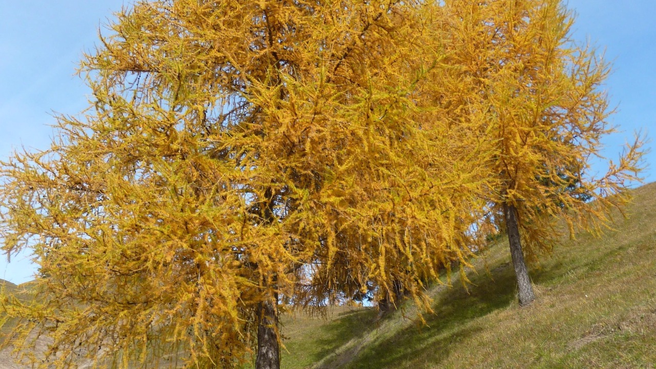 Photo of Outdoor in Pedraces