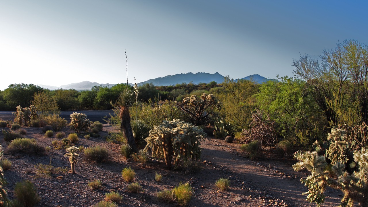 Photo of Others in Desert Hills Estates
