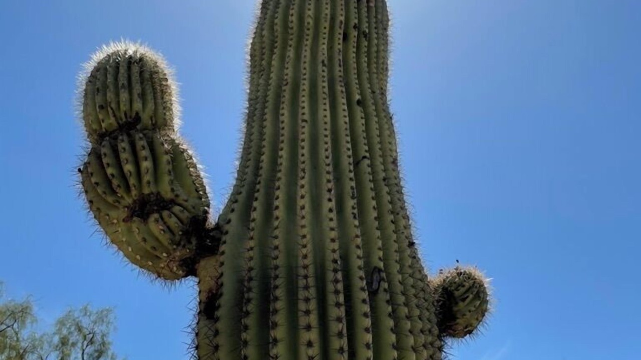 Photo of Others in Desert Hills Estates