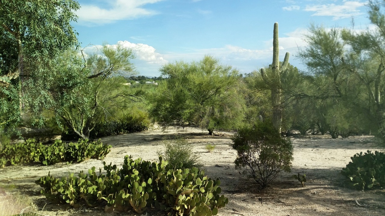 Photo of Others in Casas Adobes