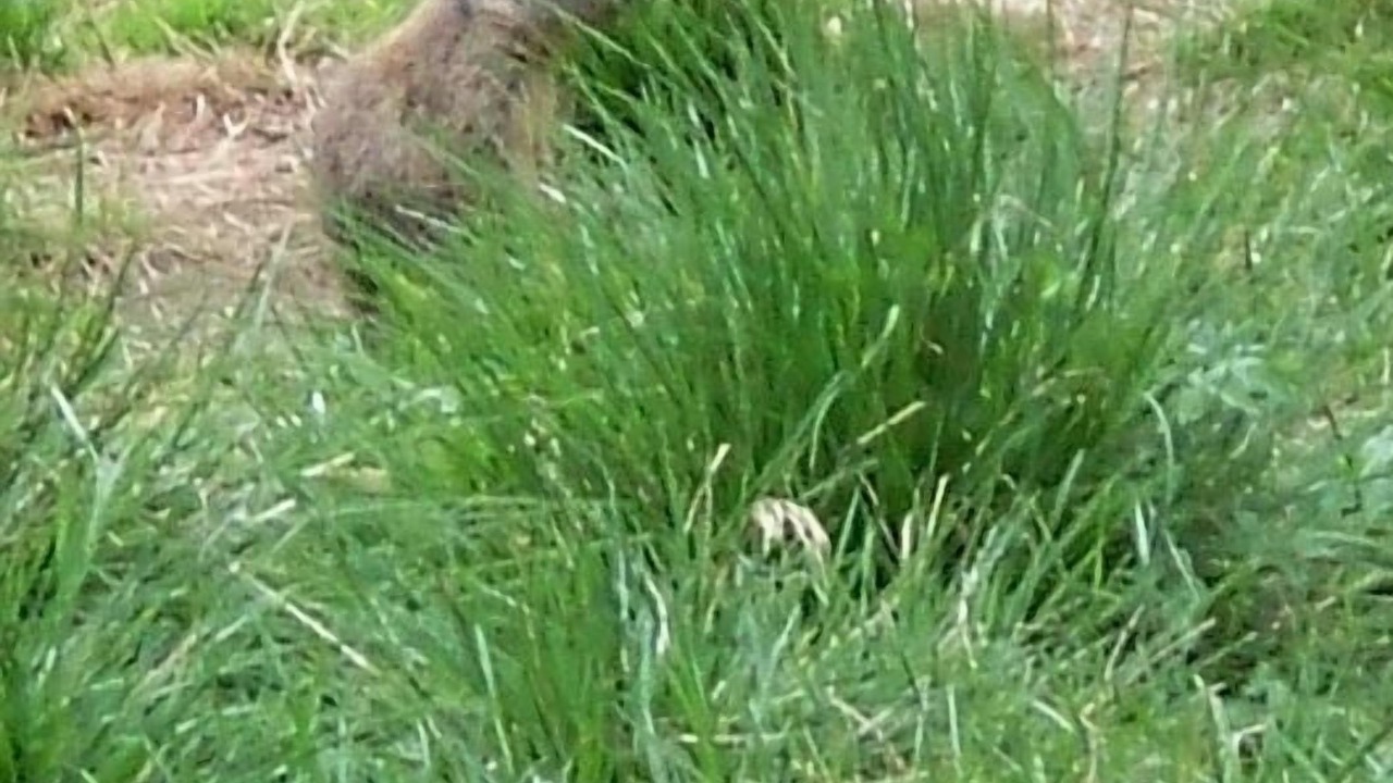 Photo of Outdoor in Rabbi