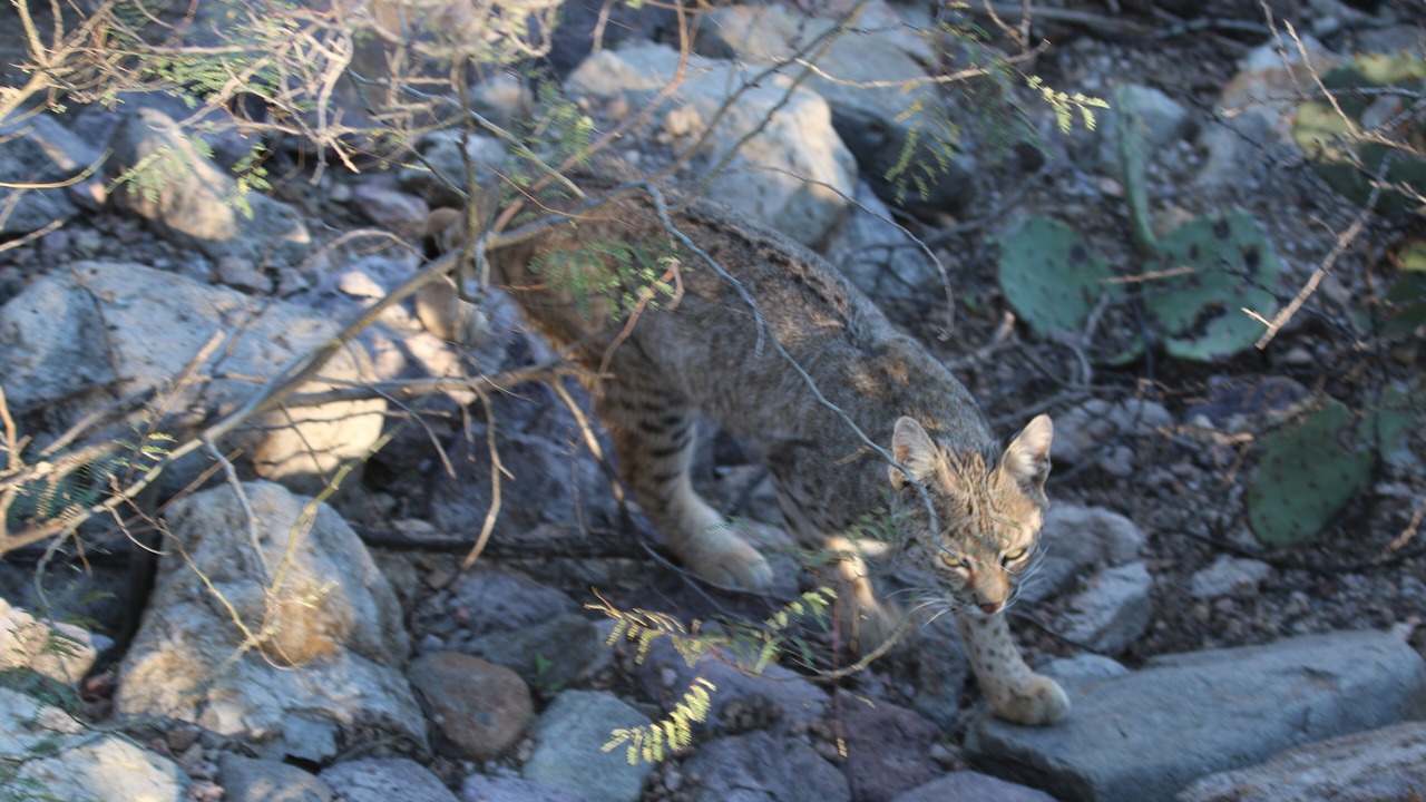 Photo of Others in Lazy Ranch Estates