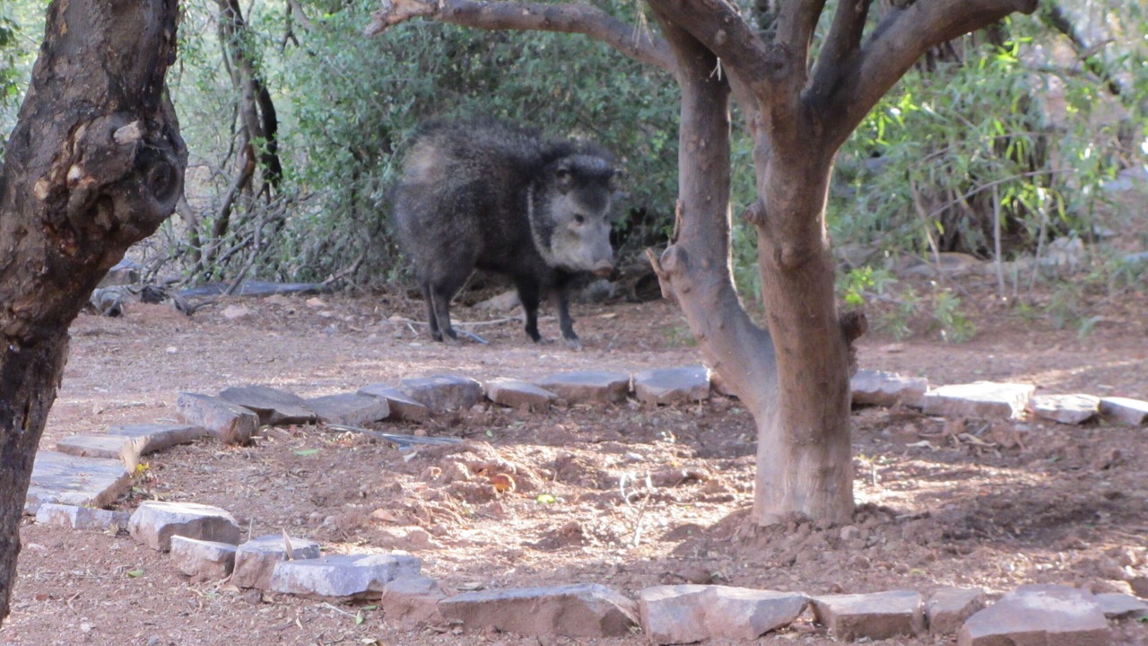 Photo of Outdoor in Lazy Ranch Estates