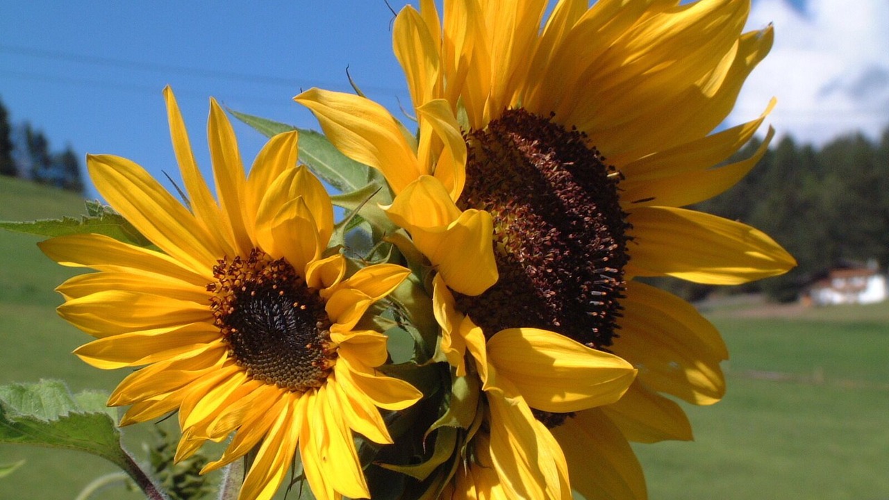 Photo of Outdoor in Verano