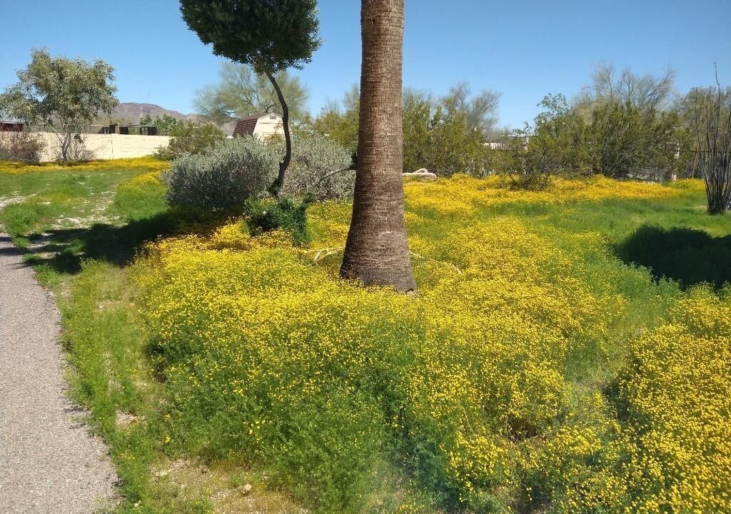 Photo of Others in Apache Junction
