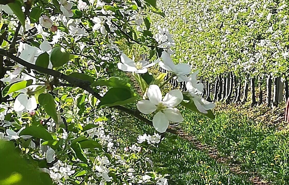 Photo of Outdoor in Denno