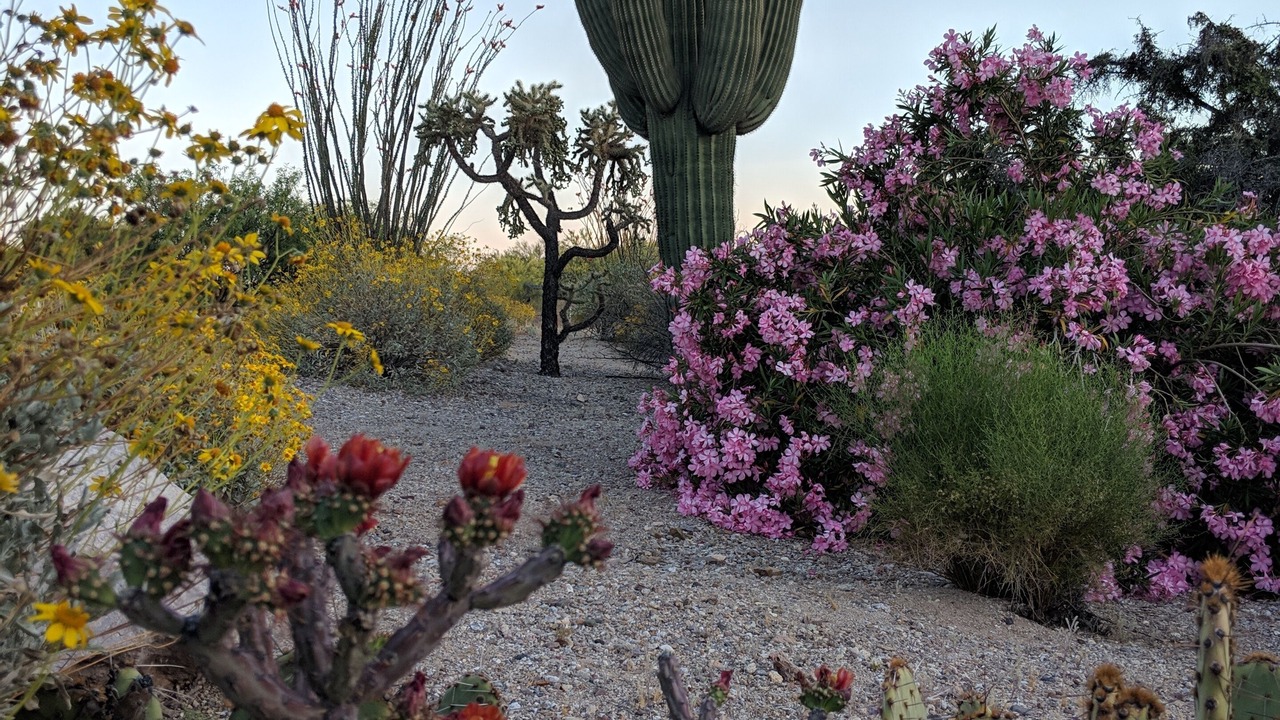 Photo of Outdoor in Oro Valley