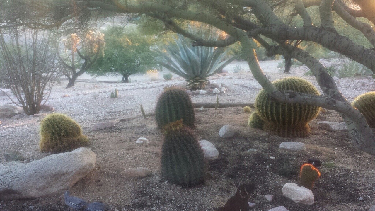 Photo of Outdoor in Oro Valley