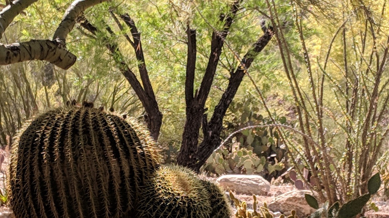Photo of Outdoor in Oro Valley