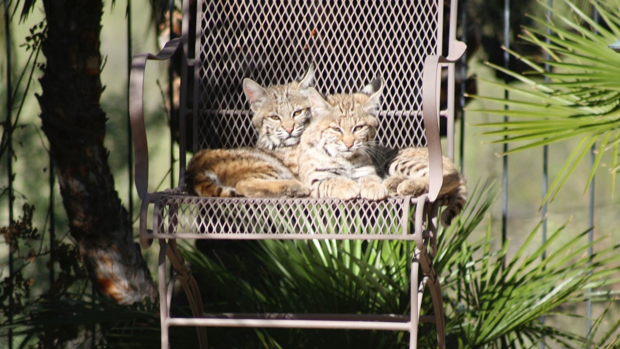 Photo of Others in Catalina Foothills Estates