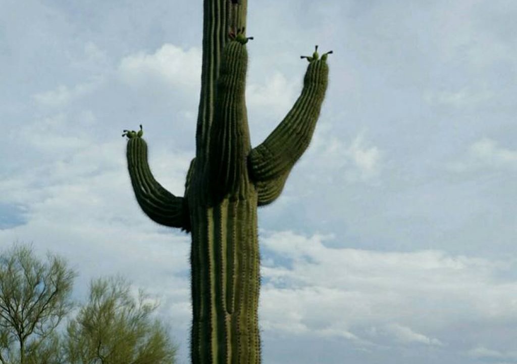 Photo of Others in Mesa del Oro
