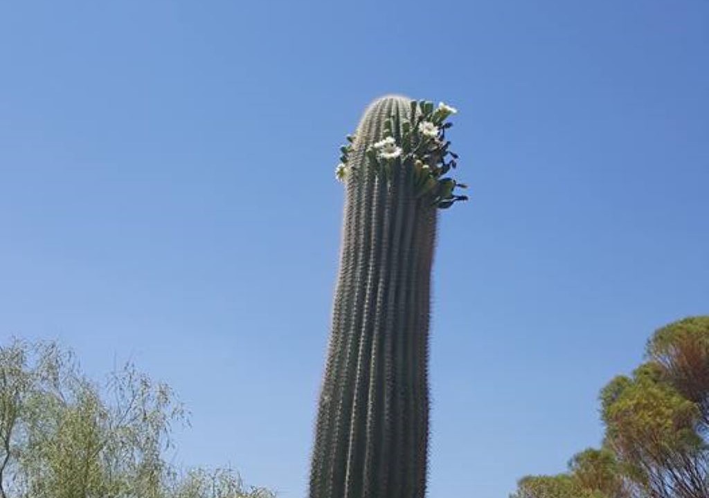 Photo of Others in Mesa del Oro