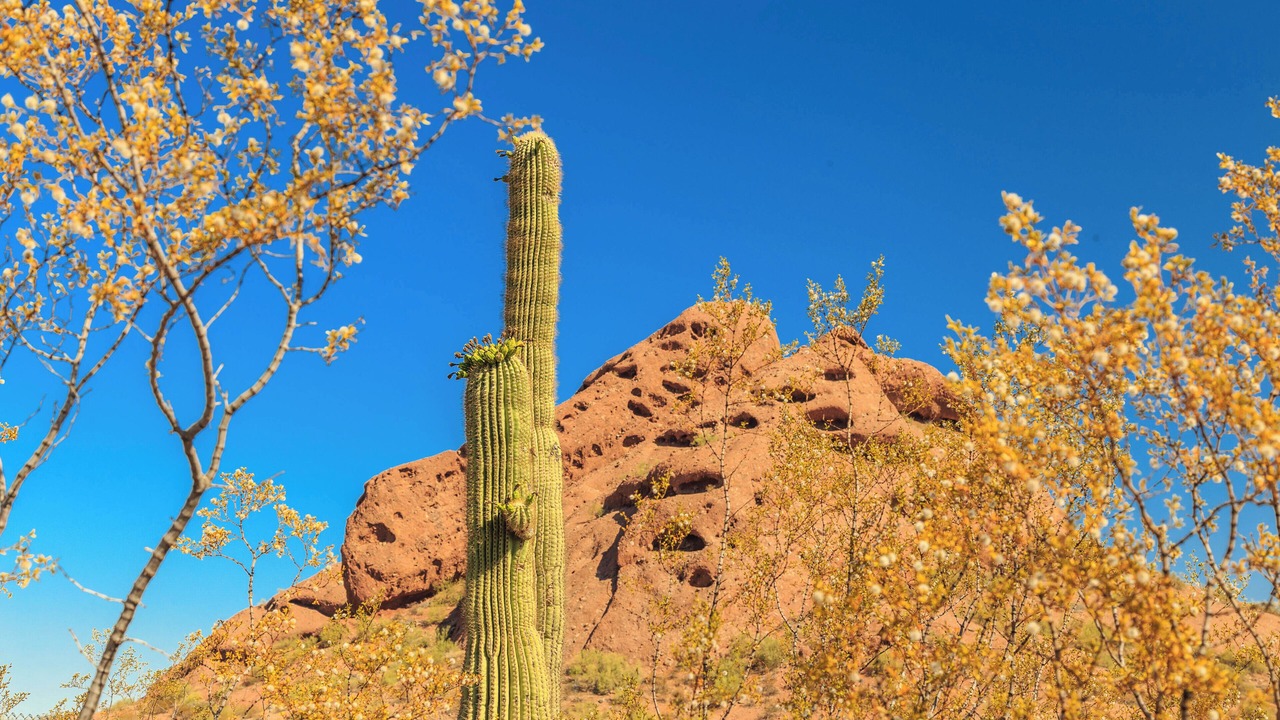 Photo of Others in North Scottsdale