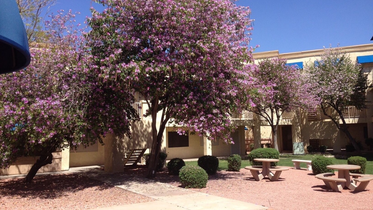 Photo of Outdoor in Surprise