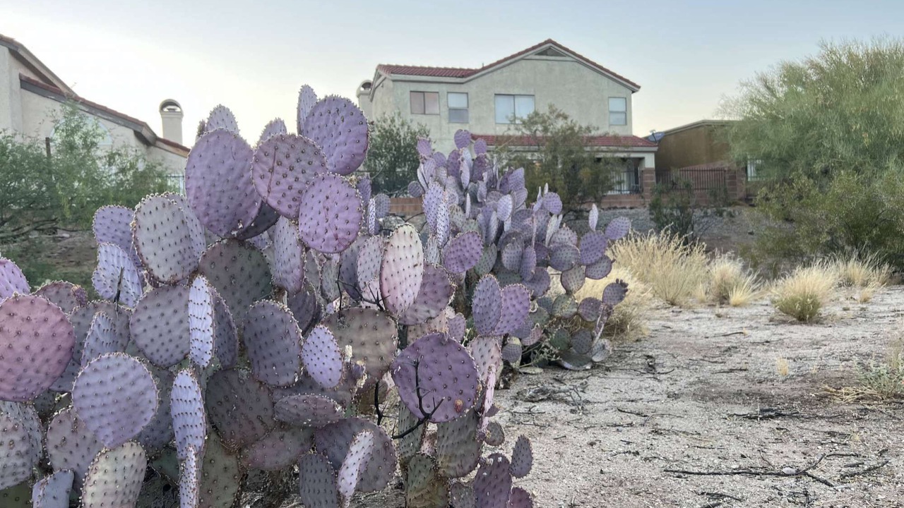 Photo of Others in Oro Valley