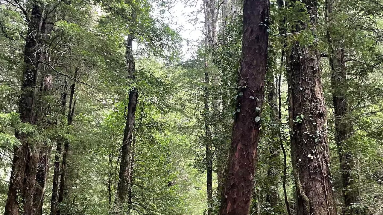 Photo of Others in Pucon