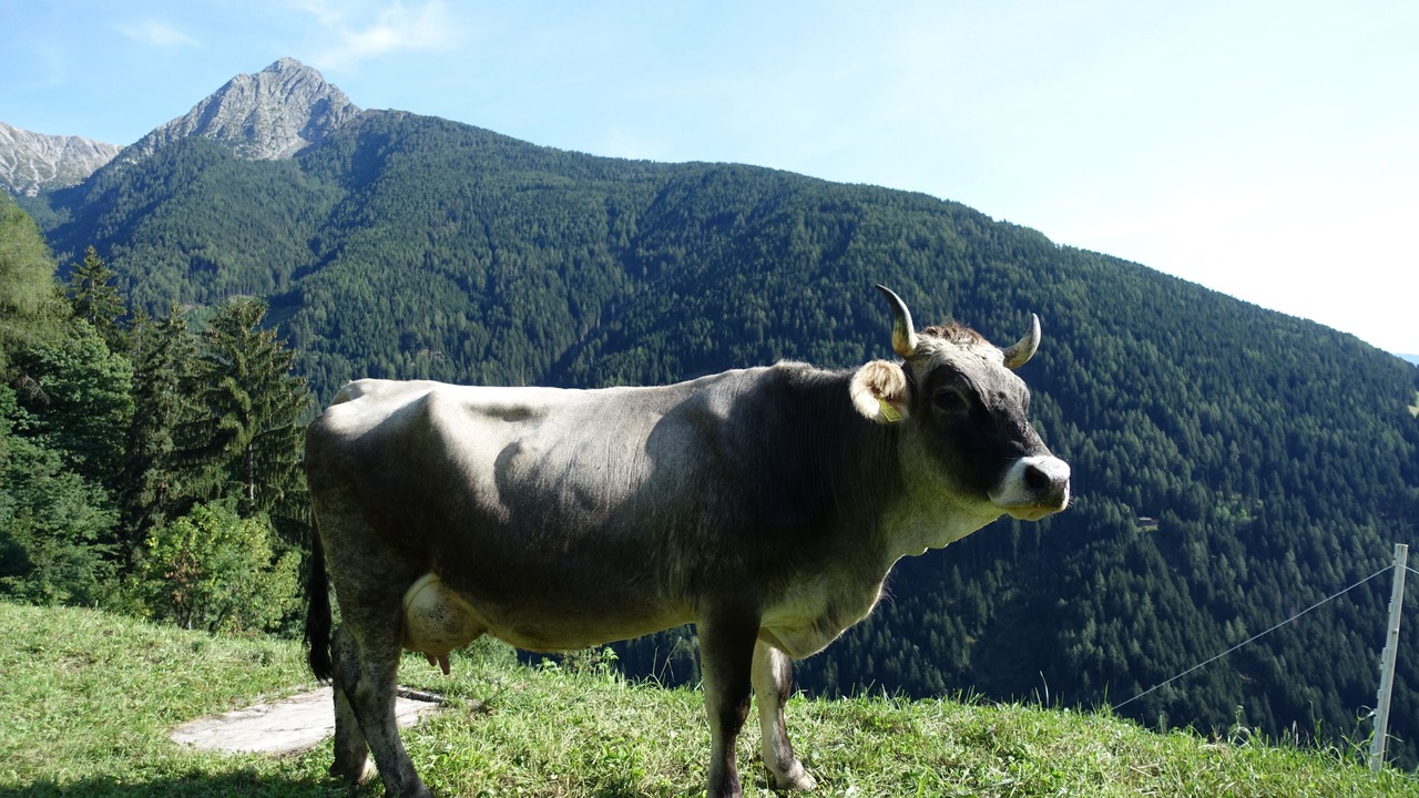 Photo of Others in Rissa