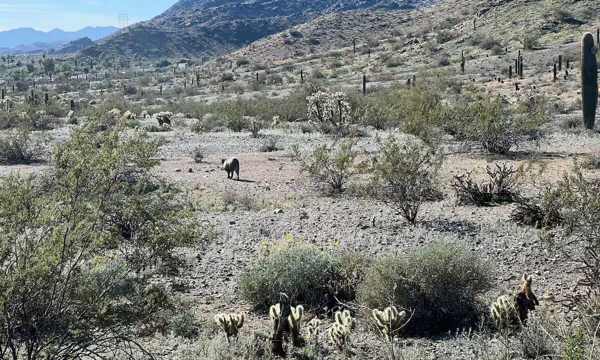 Photo of Others in Ahwatukee Foothills