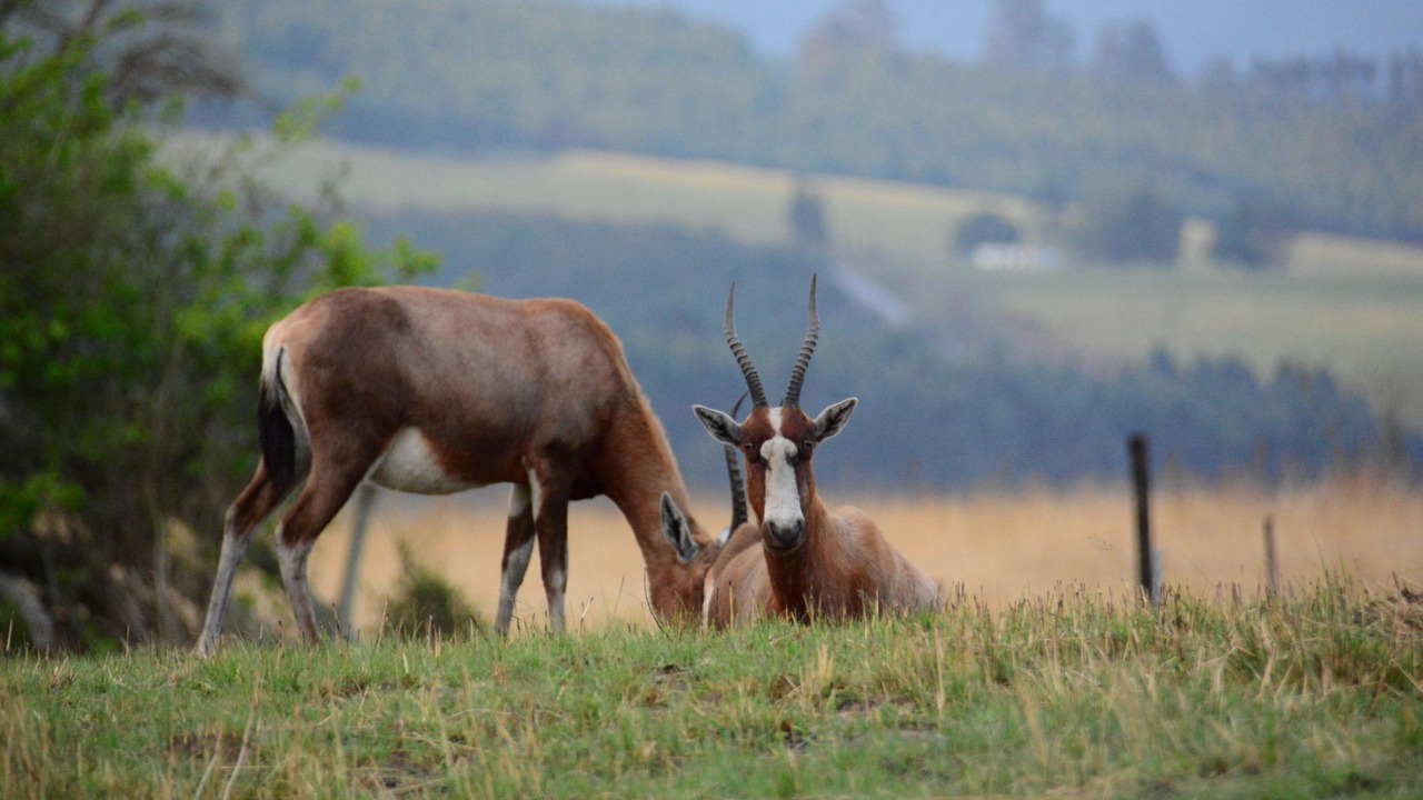 Photo of Others in Pietermaritzburg