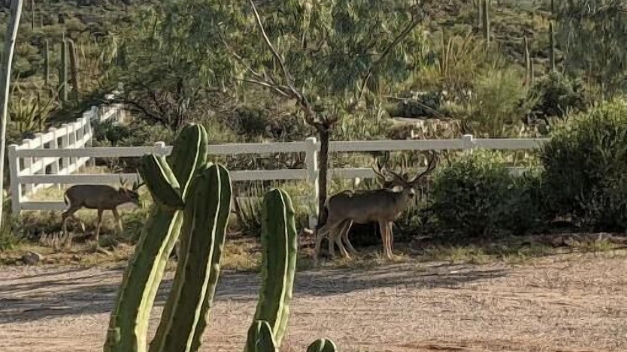 Photo of Others in Tucson