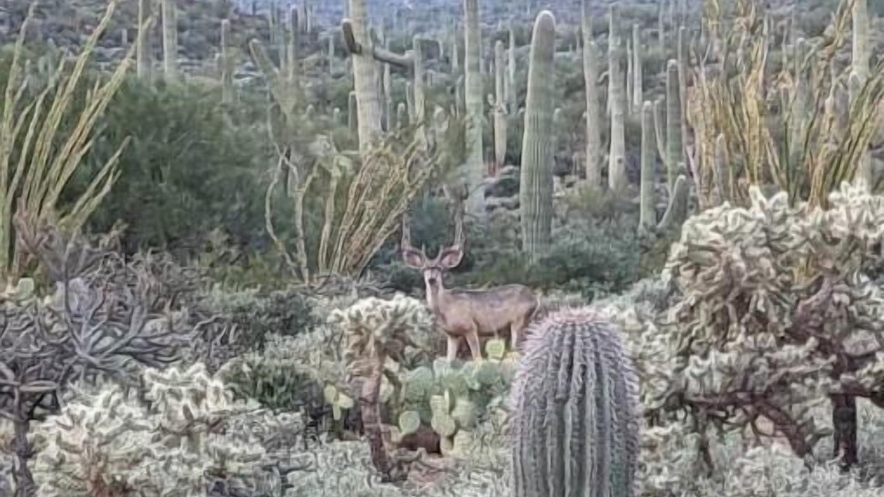 Photo of Outdoor in Tucson