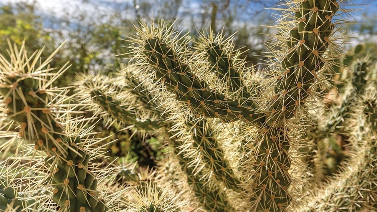 Photo of Others in Paradise Valley Village