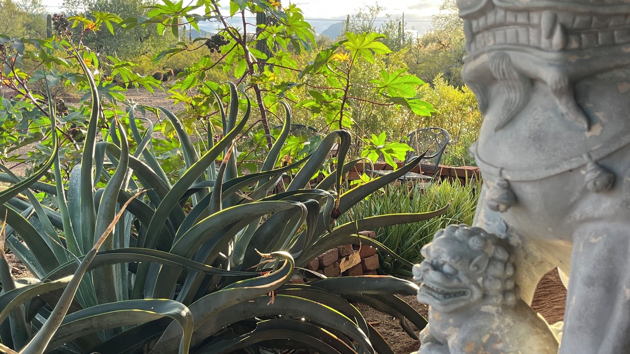 Photo of Outdoor in Tucson