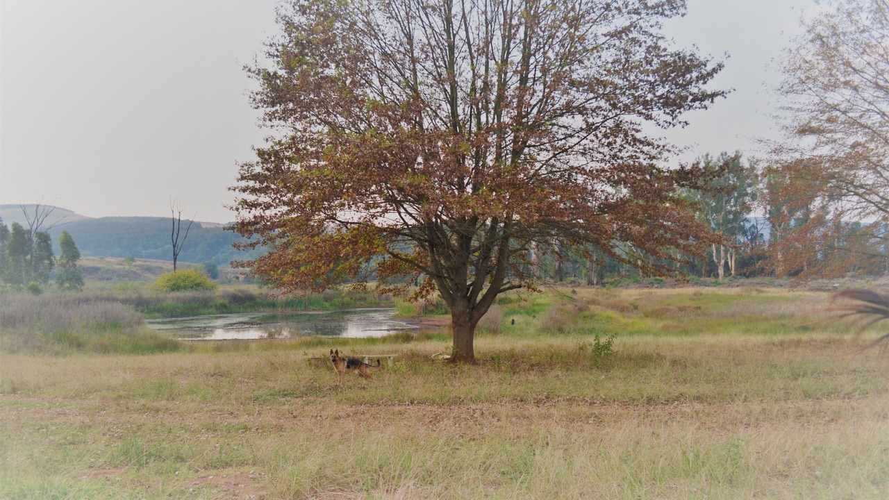 Photo of Others in Greytown